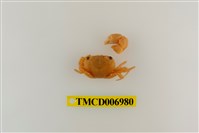 藏品(光手酋婦蟹)的圖片